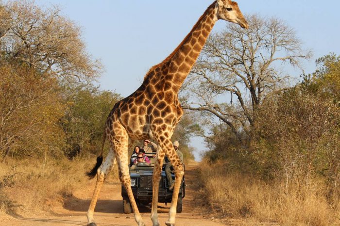 Best of Zambia, Botswana (Chobe) and Zimbabwe (Hwange) Wildlife Safari Tour