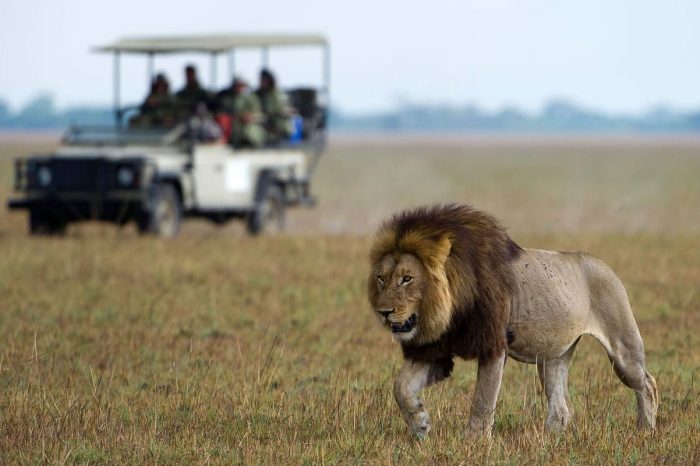 From Zambia (Livingstone): Best of Kruger National Park Experience in South Africa (5-Days)